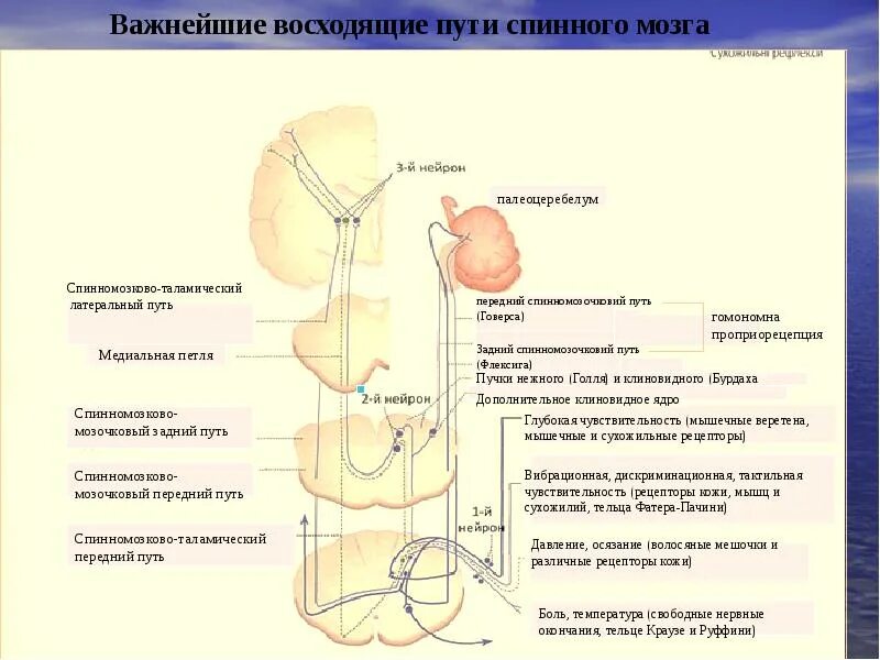 Спинно таламический. Схема переднего спинно-таламического пути. Восходящие пути спинного мозга физиология. Передний спинно-таламический тракт. Задний спинно-мозжечковый путь схема.