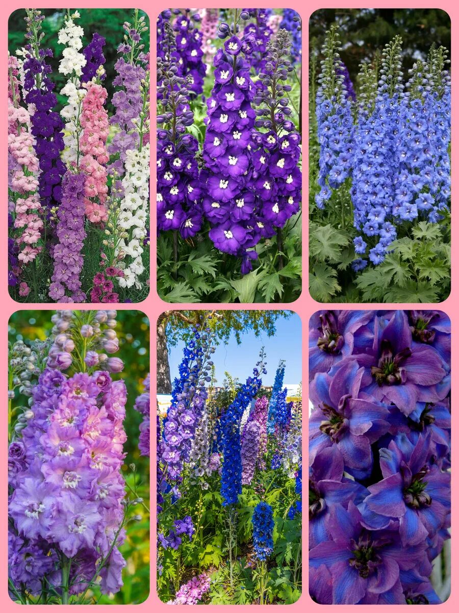 Дельфиниум многолетний сеянцы. Дельфиниум многолетний сеянцы. Дельфиниум многолетний рассада. Дельфиниум гибридный. Дельфиниум белладонна.