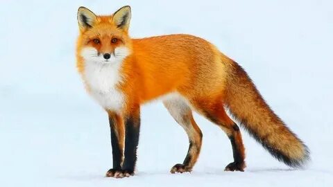 Лесбиянка басқа лесбиянканы оргазмға әкелді.