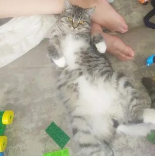 Кошки нижний тагил