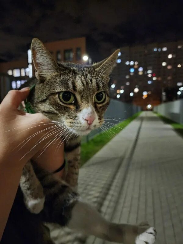 судимая кошка