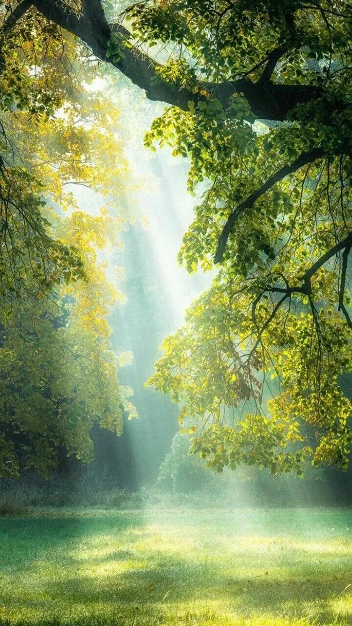 Into the tree