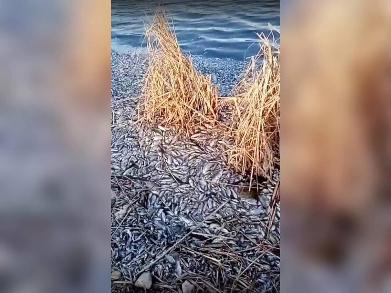 К чему снятся мертвые рыбы в воде. Дохлята. Дохлая рыба в реке Славянка в Санкт-Петербурге.