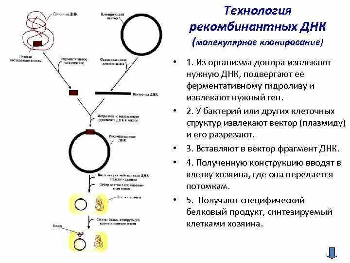 Плазмиды биотехнология. Метод рекомбинантных плазмид. Схема производства рекомбинантных антител. Основные принципы технологии рекомбинантной ДНК. Молекулярное клонирование.