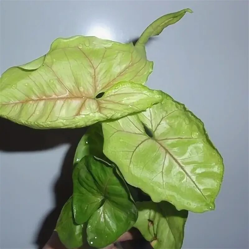 Сингониум манго алюжн. Сингониум алюжн. Сингониум mango allusion. Сингониум голден аллюжен. Сингониум голден аллюжен.