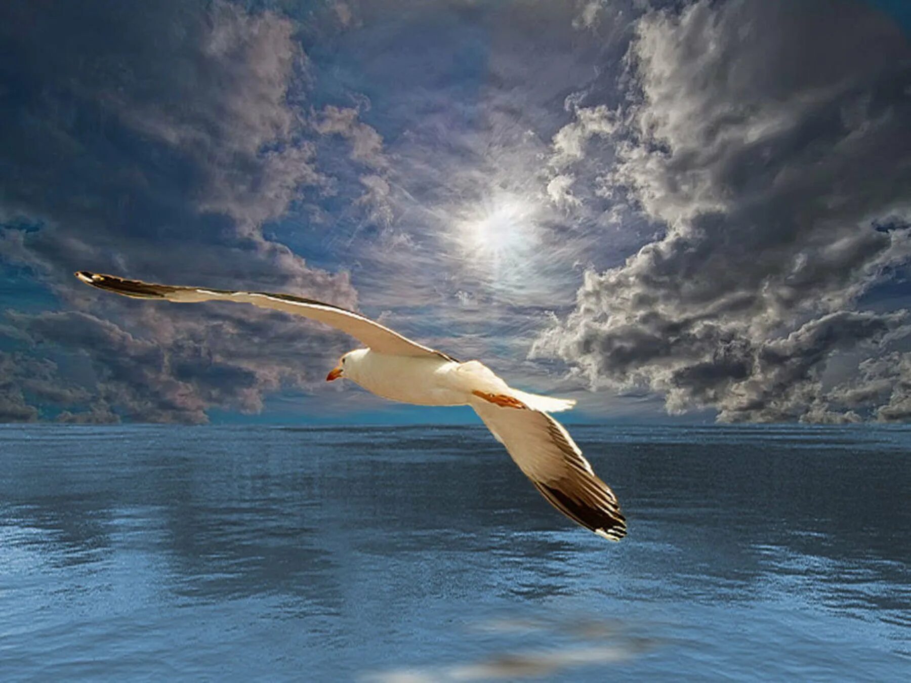 Свобода над морем. Парящая птица. Белые птицы над морем. Птицы над морем. Кайо коко чайки.