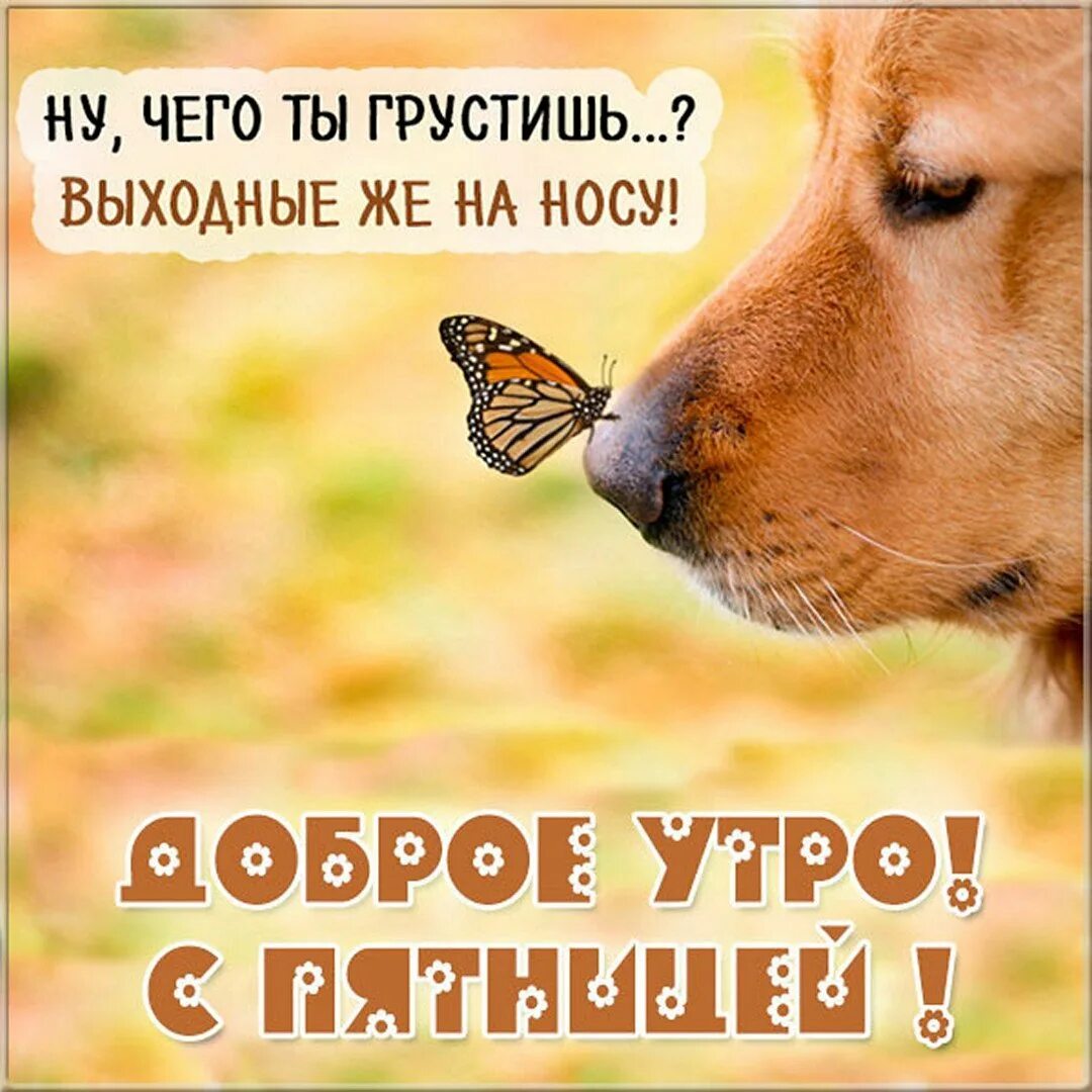 С пятницей картинки прикольные смешные позитивные