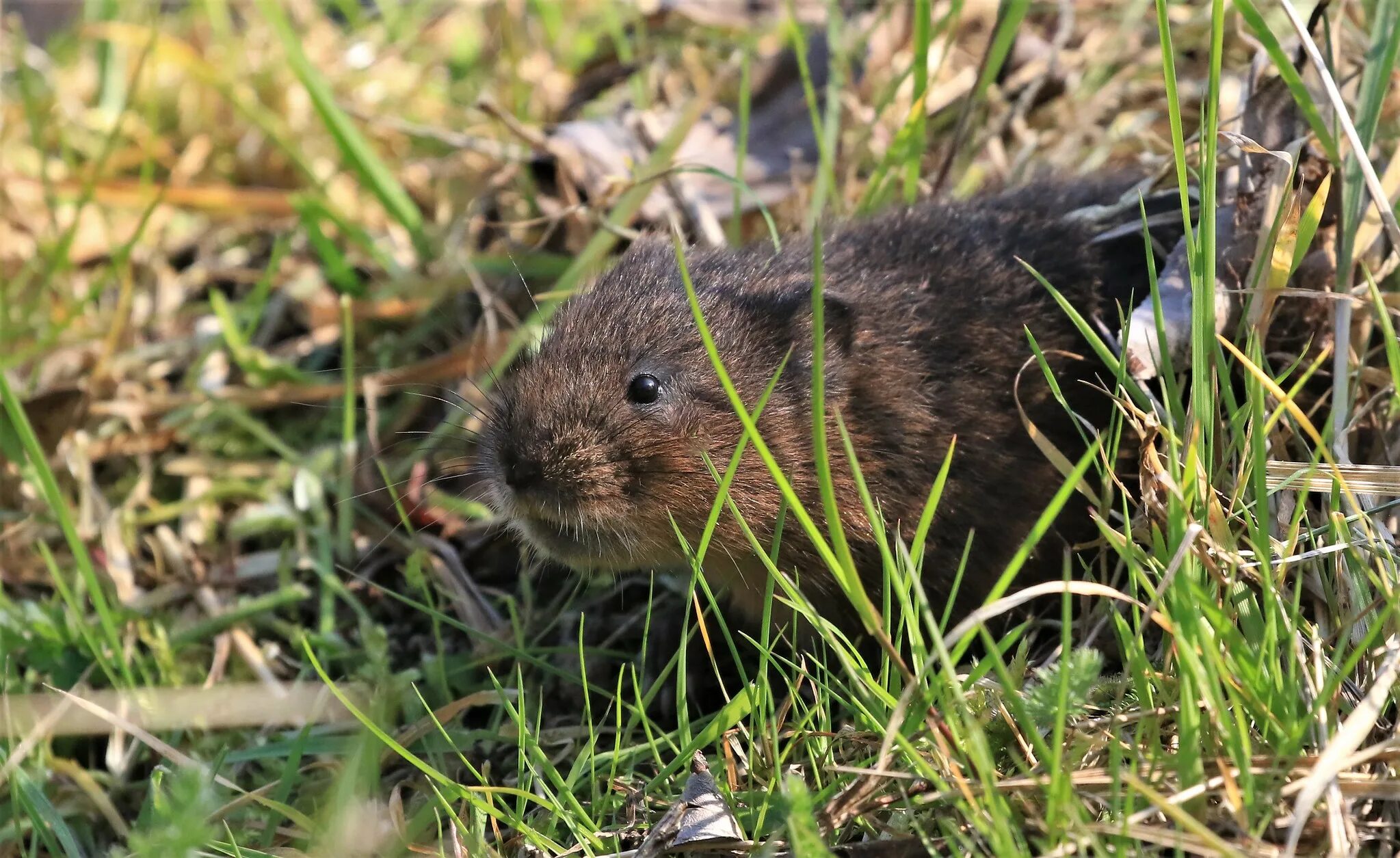Автор полевка. Ольхонская полевка. Обыкновенная полёвка. Обыкновенная полёвка. Темная (пашенная) полевка.