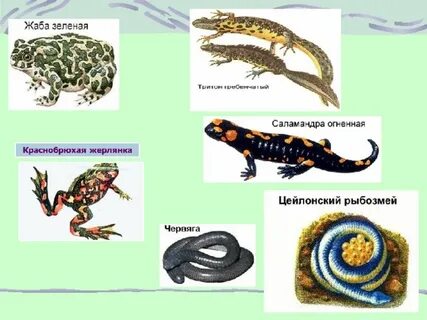 К безногим относится