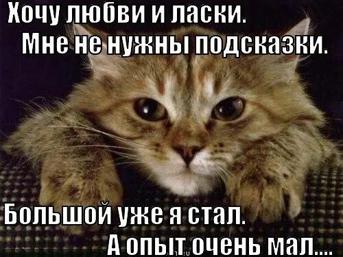 Хочется любви тепла и ласки. Ласка и кот. Хочу ласки. Очень хочется любви. Ласка (mustela nivalis).