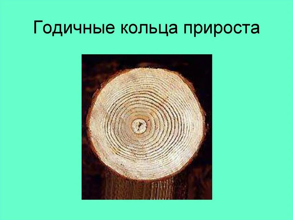 Древесные стебли образуются у. Годичные кольца. Годичное кольцо прироста. Годичные кольца древесины. Годичные кольца растений.