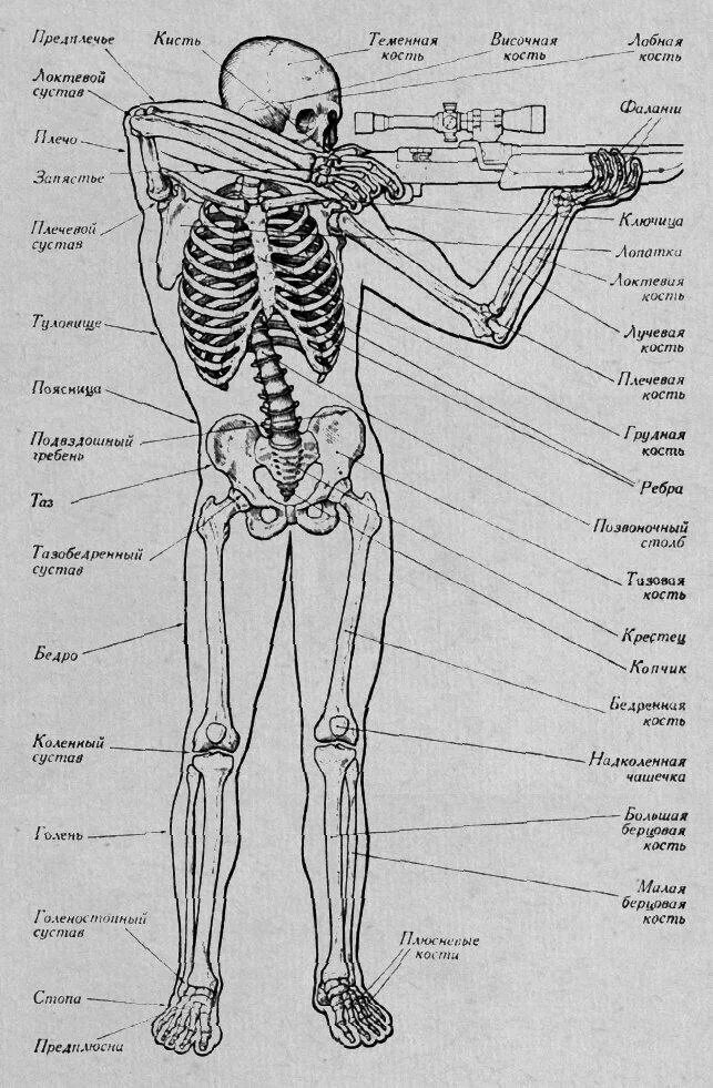 Подпишите названия костей скелета. Скелет человека кости и их названия. Скелет с названиями костей. Строение тела кости. Человеческий скелет название костей.