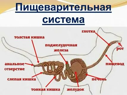 Защита организма у животных