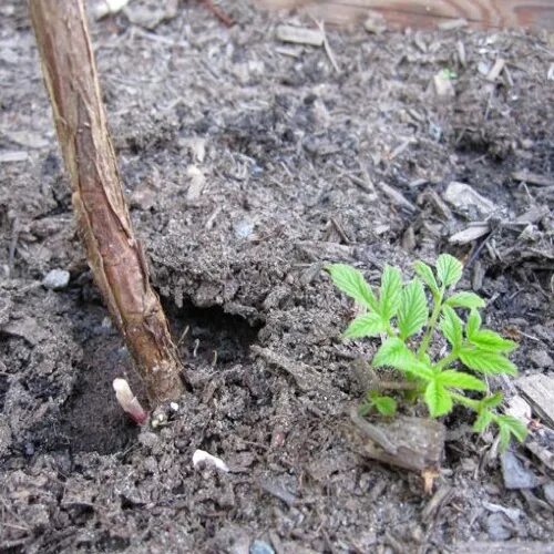 Поросль малины весной. Молодая поросль малины. Поросль малины. Поросль малины весной. Поросль ежевики.