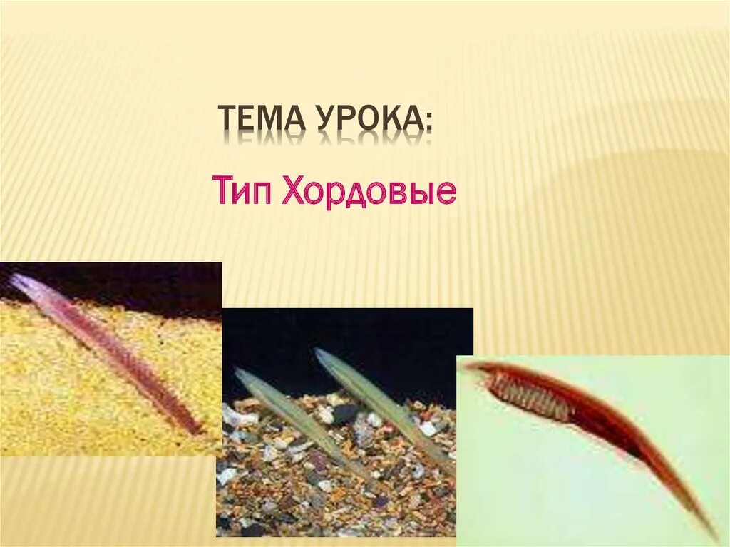 Тему тип 4. Представители низших хордовых. хордовые черви. тип хордовые. тема тип хордовые.