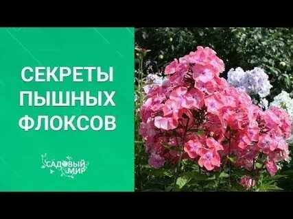 Секрет пышного