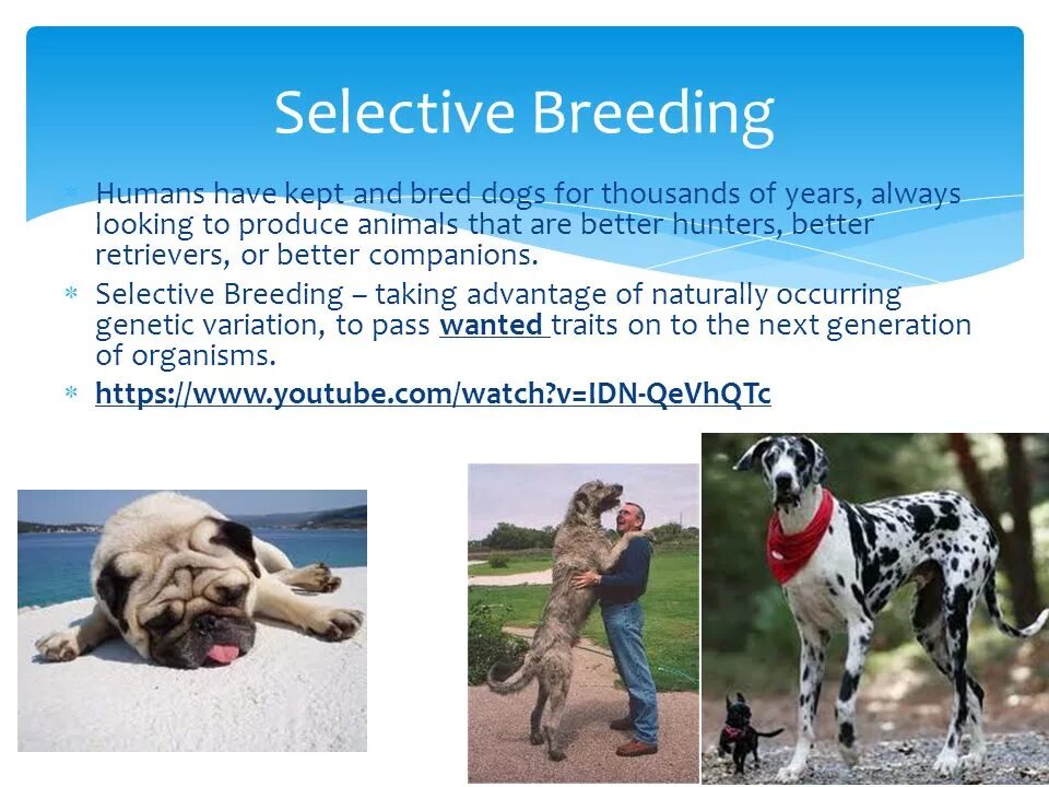 Журнал family breeding digest. Breed. Dog breeding. Breed bred bred на русском. Breed bred bred на русском.