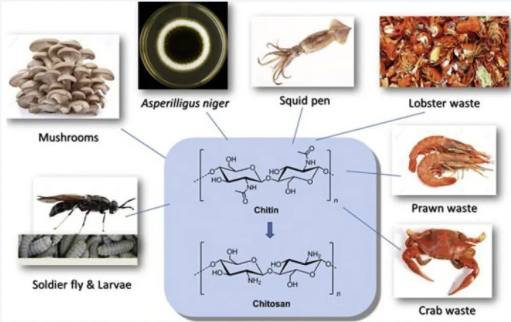 Хитин и хитозан. Хитозан ракообразных. Хитин состоит из. Хитозан из хитина.