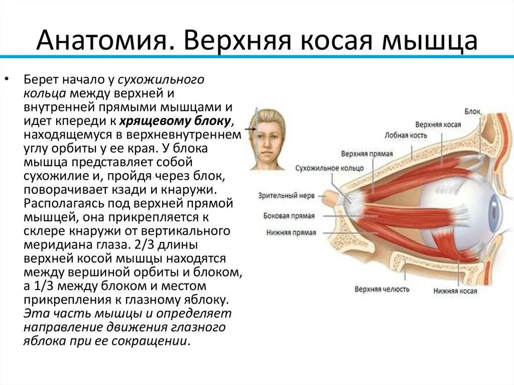 Верхняя и нижняя косые мышцы