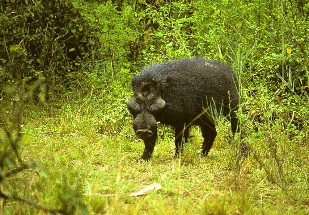 Гигантская Лесная свинья Hylochoerus meinertzhageni. Giant Forest Hog. Большая Лесная свинья. Исполинская Лесная свинья.