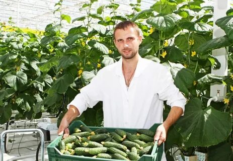 Урожай огурцов в теплице