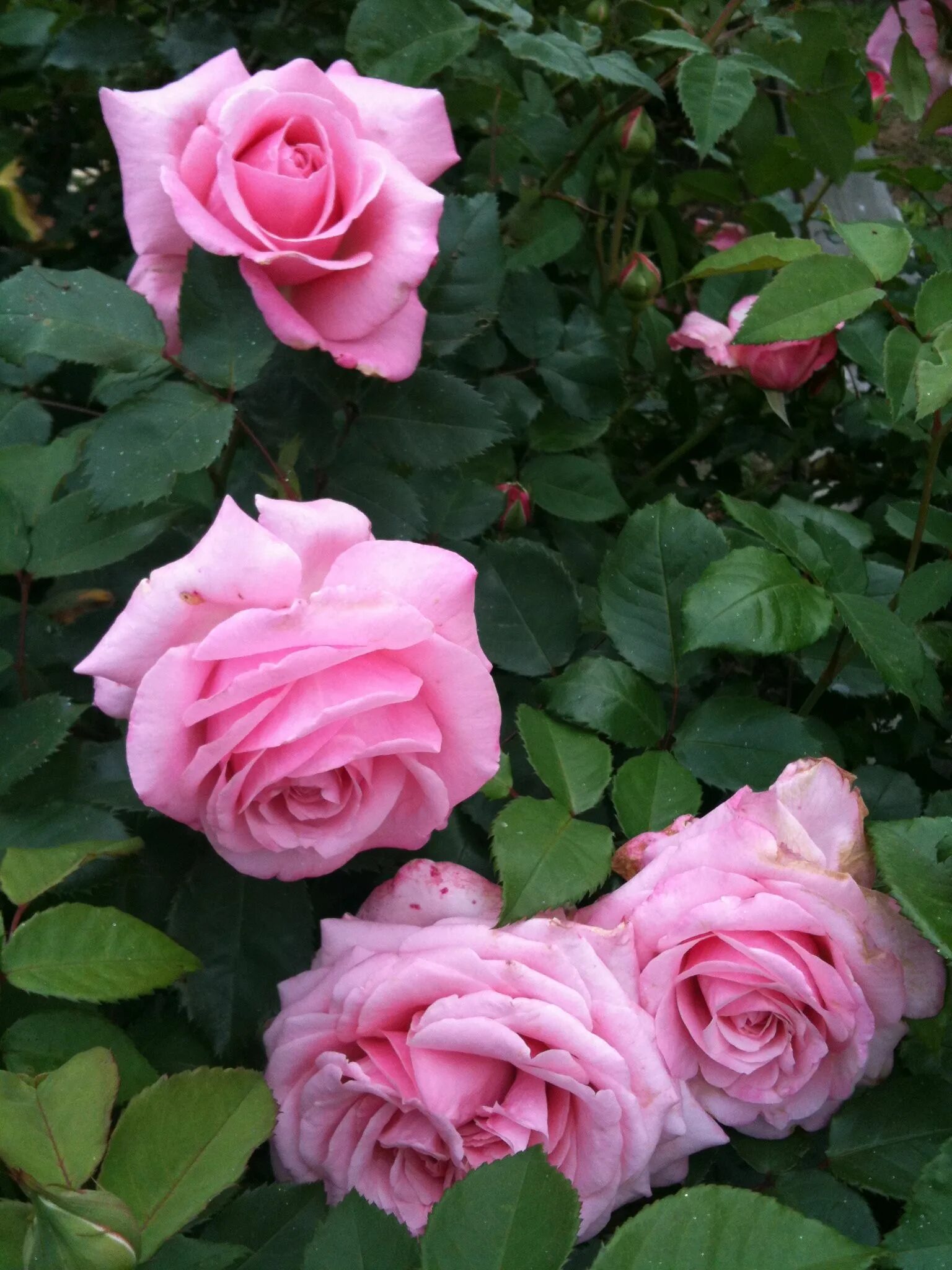 Антик плетистая. Rose antique. Сорт розы антик. Rose antique. Романтик антик (romantic antike).