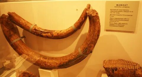 История сапожка