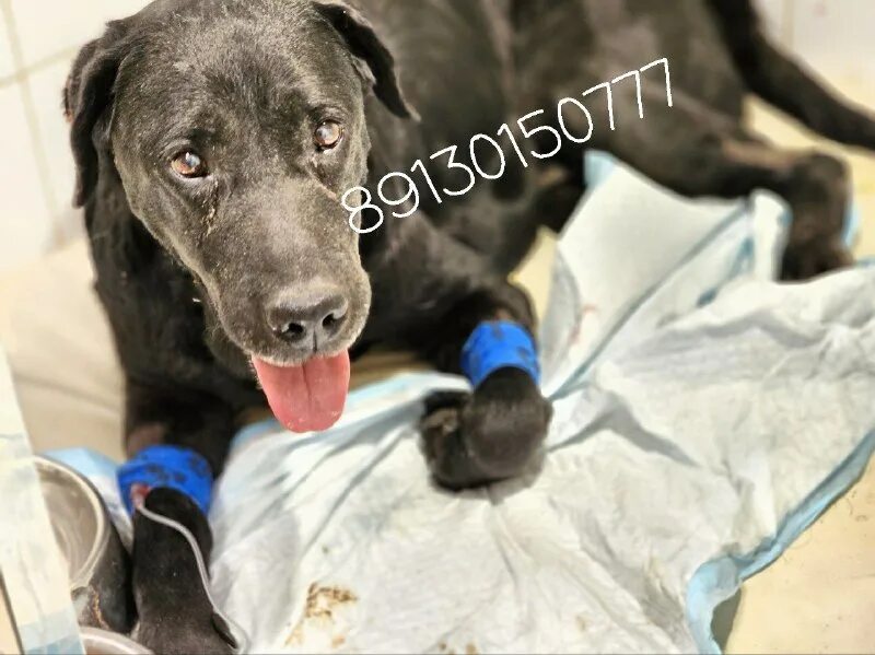 дари добро кировский приют для животных. собаки из приюта дари добро. приют дари добро в новосибирске. акция приют для животных. дари добро приют новосибирск.