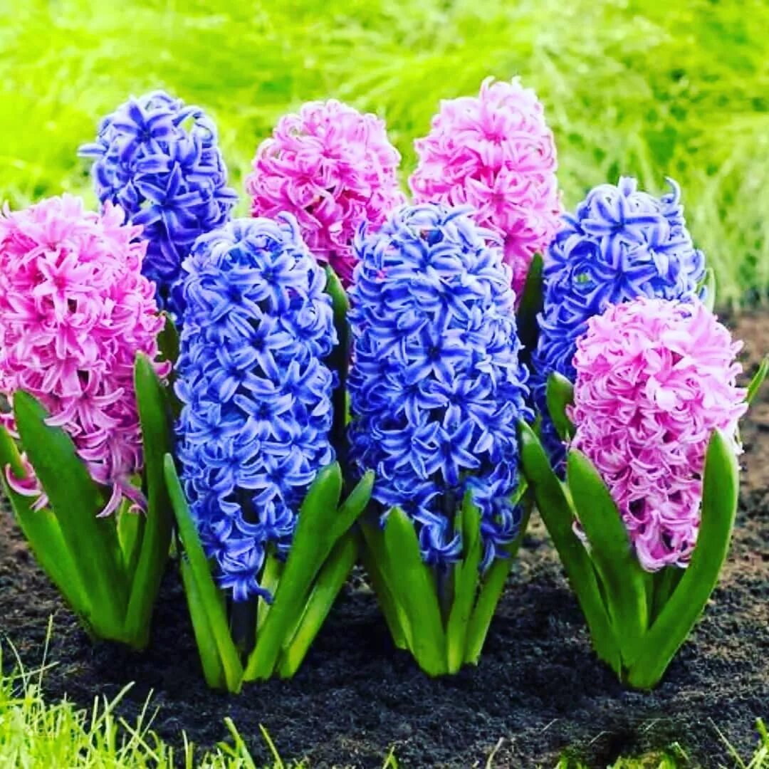 гиацинт рембрандт. гиацинт растение клумбовые растения. гиацинт восточный. гиацинт (растение). гиацинт шоумастер.