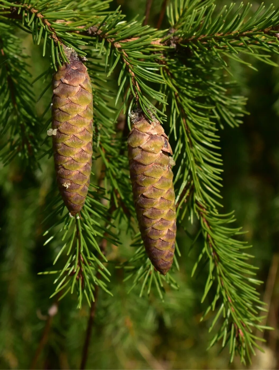 Шишки ели сибирской. Ель Сибирская (Pícea obovаta). Ель Сибирская (Picea obovata Ledeb. ). Picea obovata хвоя. Ель Сибирская (Picea obovata) макростробил.