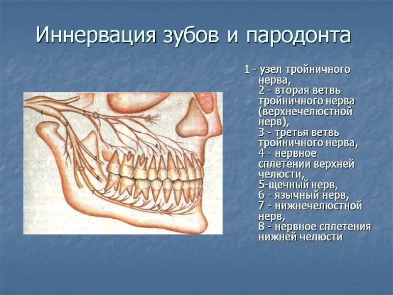 Иннервация зубов верхней и нижней челюсти. Анатомия нижней челюсти нерв. Нервы верхней челюсти анатомия. Зубы нижней челюсти иннервация. Лицевой нерв челюсти