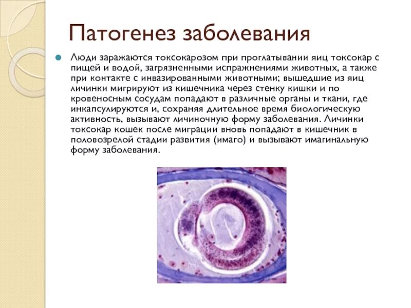 Токсокары у детей симптомы. Токсокары у детей симптомы