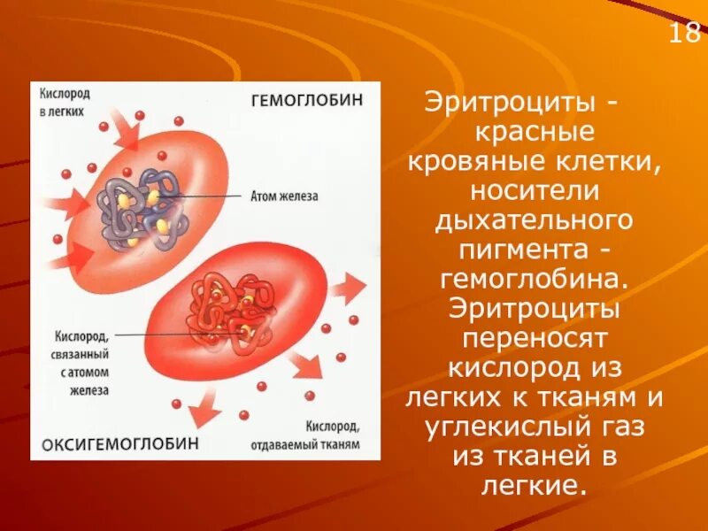 Эритроциты транспорт кислорода кровью. Эритроциты переносят кислород. что переносят эритроциты. перенос кислорода эритроцитами. эритроцит гемоглобин кислород.