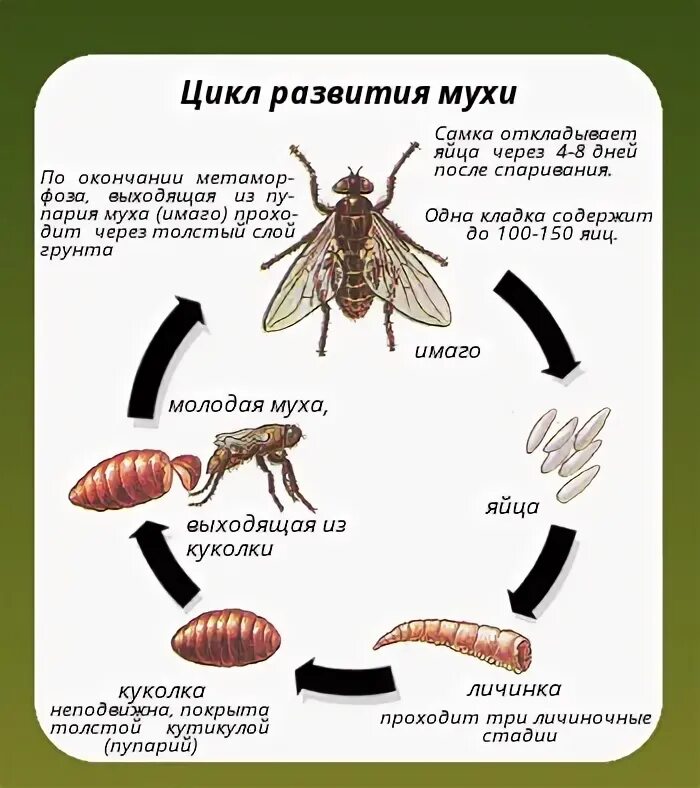 Цикл развития комнатной мухи. Схема жизненного цикла развития мухи. Комнатная Муха жизненный цикл. Жизненный цикл мухи ЦЕЦЕ.