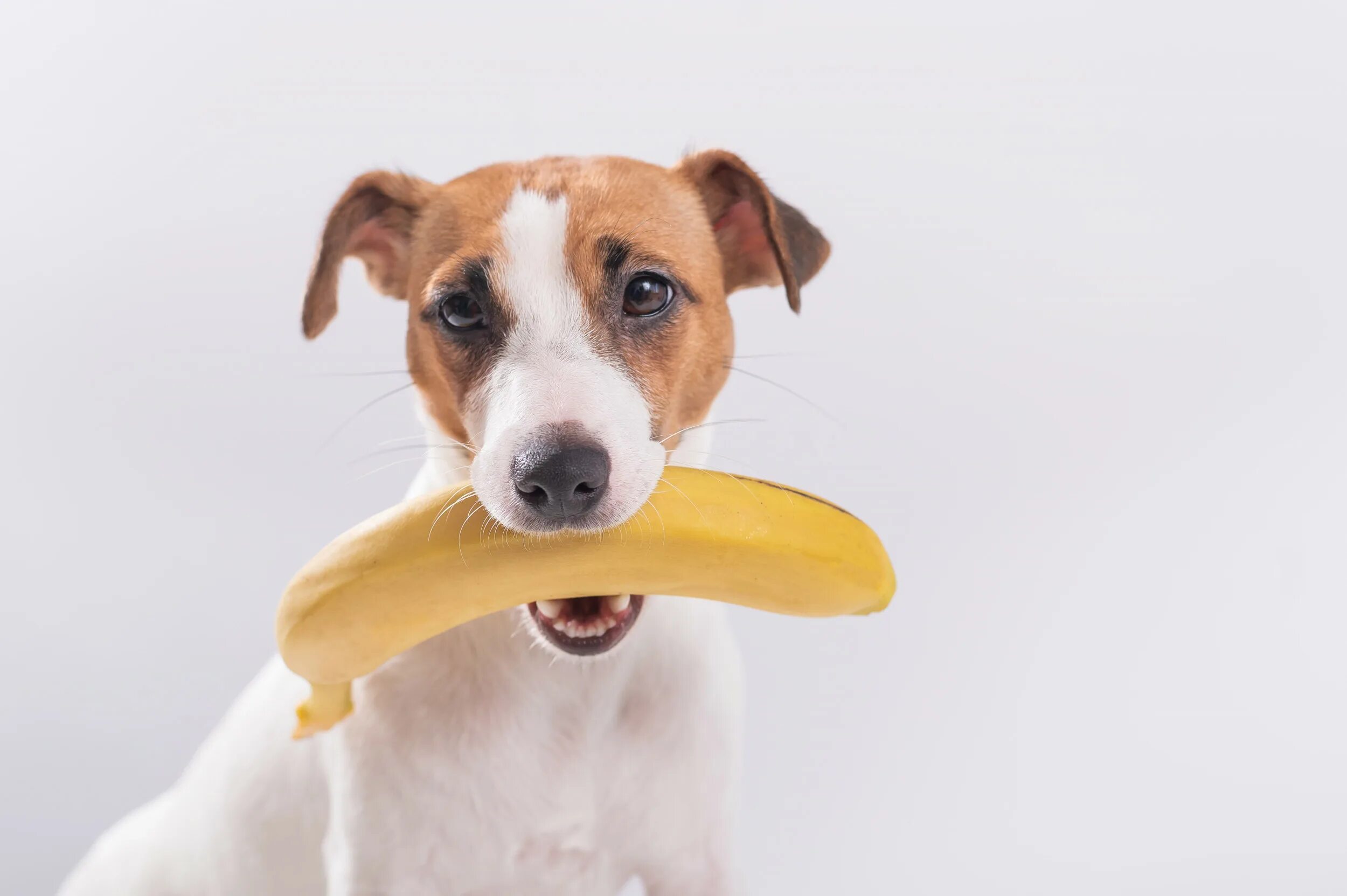 Можно собакам давать бананы. Собака банан. Собака ест банан. Собака с бананом на голове. Пес банан.