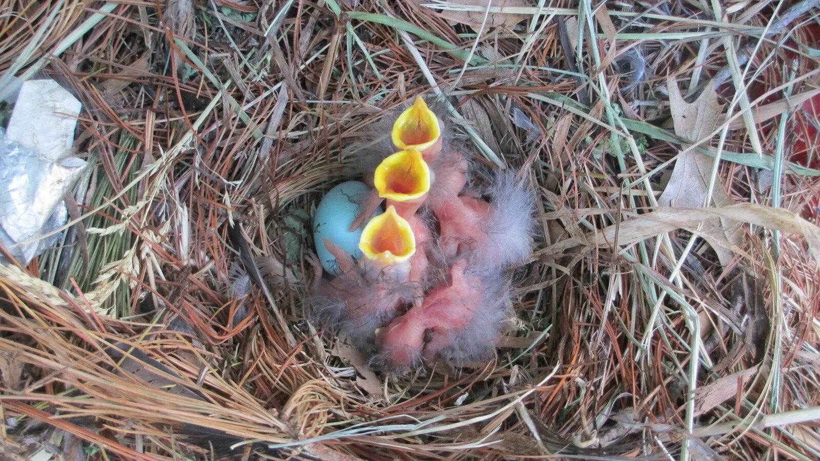В 1 гнезде 3 птенца. Птенцы Гаги. Птенцы в гнезде. Голодные птенцы в гнезде. Птенец дикого голубя.