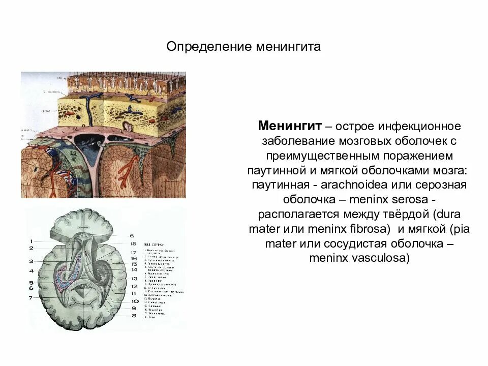 Оболочки мозга. Заболевания оболочки мозга. Инфекция оболочки головного мозга. Поражение паутинной оболочки мозга. Поражение оболочек мозга