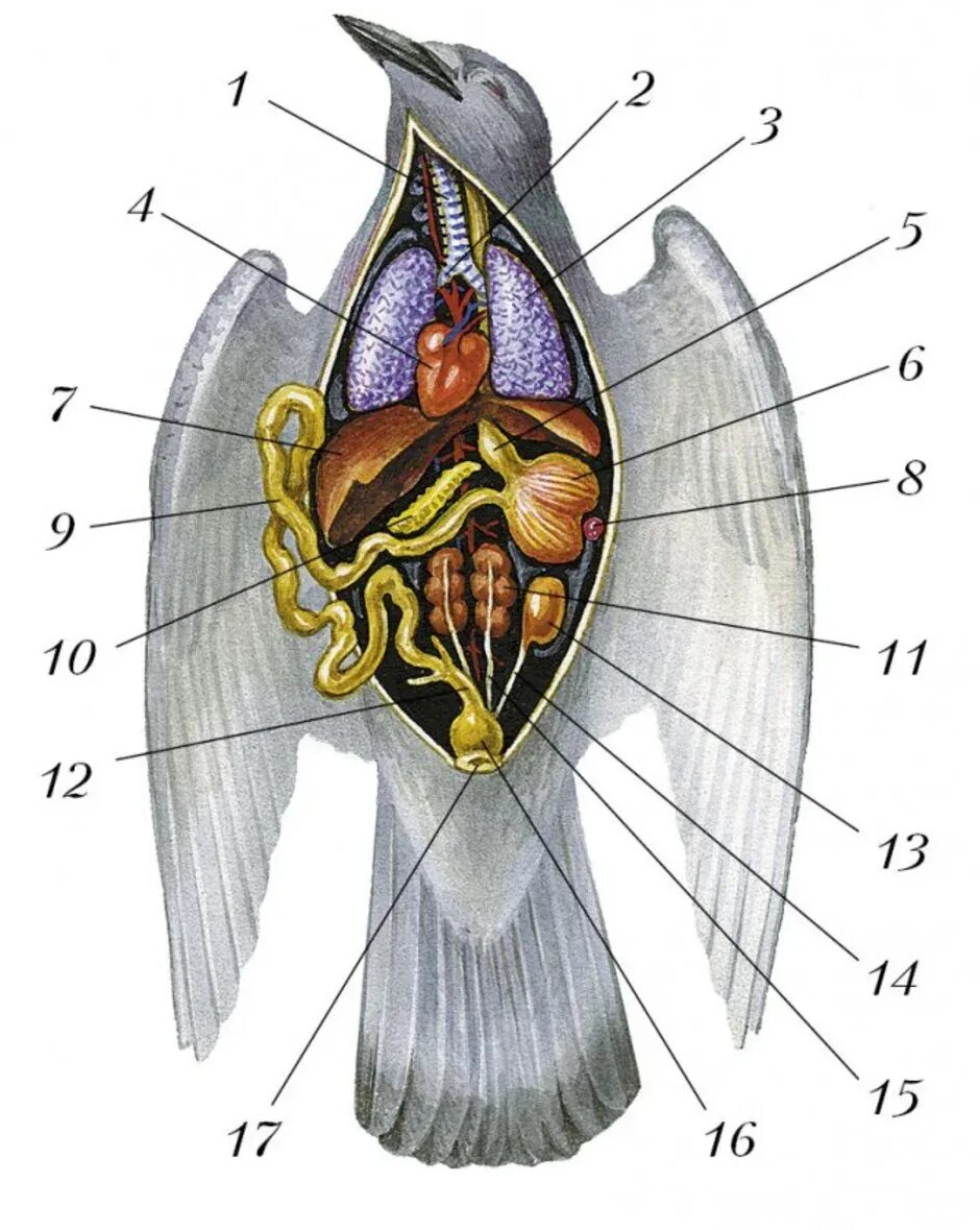 Органы птиц 7 класс. Строение вскрытого голубя. Строение птицы 7 класс биология. Пищеварительная система сизого голубя. Внутреннее строение птицы самца.