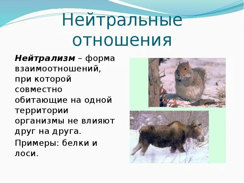 Примером нейтрализма являются отношения между Презентация на тему биотические связи в природе 9 класс биология