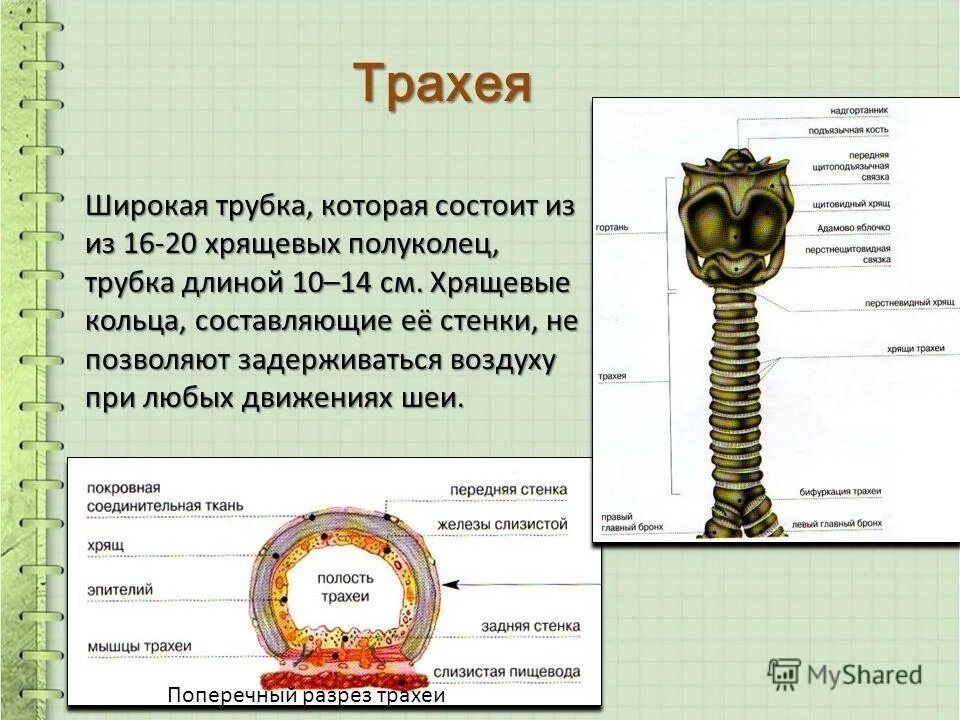 Трахея. Поперечный разрез трахеи. Трахея широкая трубка состоящая из хрящевых. Трахея состоит из. Длина трахеи