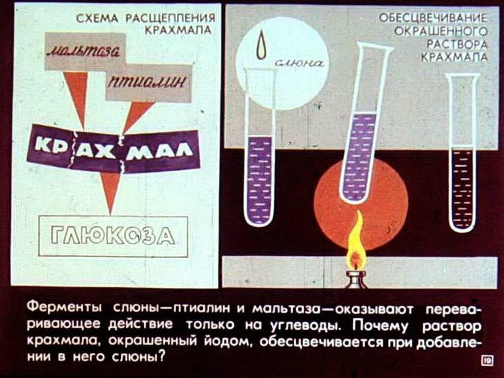 Опыт с крахмалом и слюной по биологии. Лабораторная работа расщепление крахмала ферментами слюны. Воздействие слюны на крахмал. Опыт расщепление крахмала ферментами слюны.