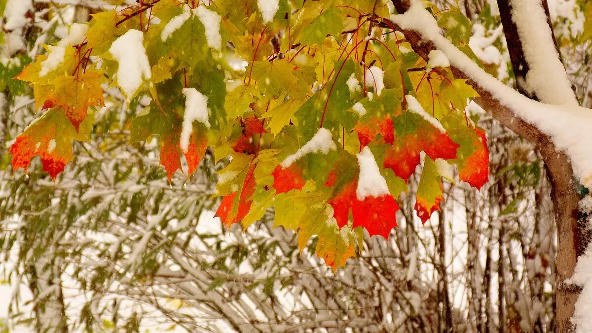 первый снег. ранняя зима. первый снег. желтая осень белая зима. ранняя зима.