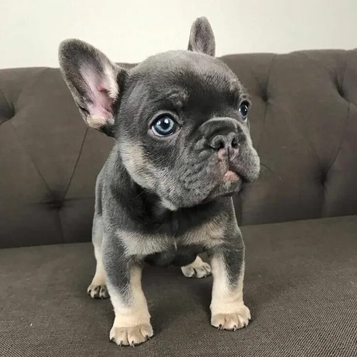 Карликовые французские бульдоги фото The cutest little tan Frenchie puppy. French bulldog puppy. via @KaufmannsPuppy