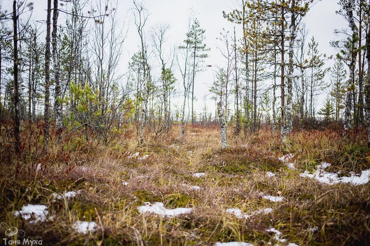 сусанинское болото костромской области. костромские болота. костромские болота. дудинское болото костромская область. костромские болота.