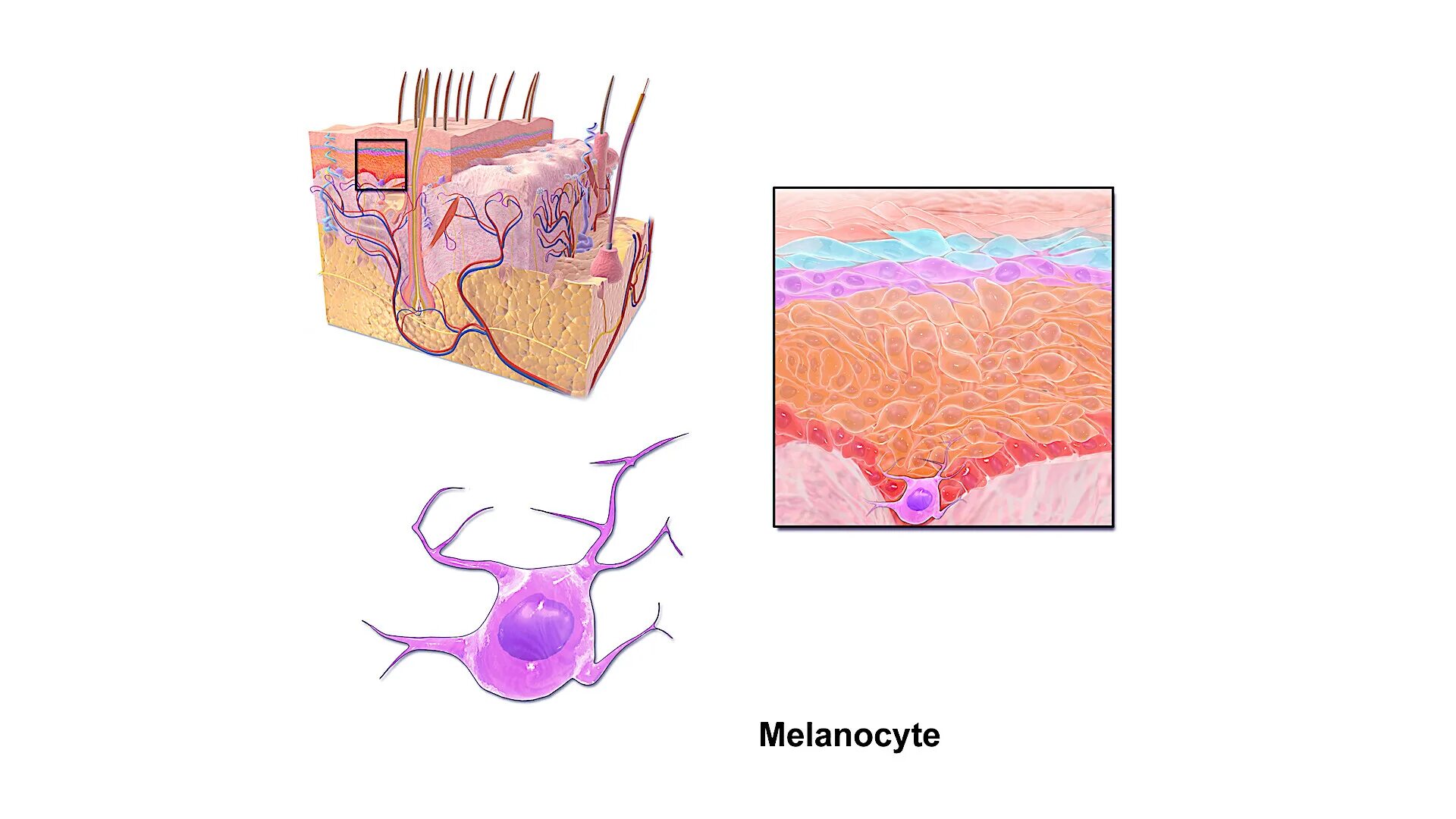 Пигмент содержащийся в коже. Меланин в эпидермисе кожи. Меланоциты меланин кожа. Строение эпидермиса меланоциты. Клетки меланоциты эпидермиса кожи.