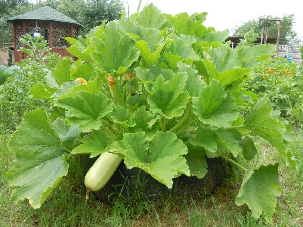 Кабачки высадка. Кабачки в огороде. Кабачок куст. Кабачки на даче. Кабачки растут.