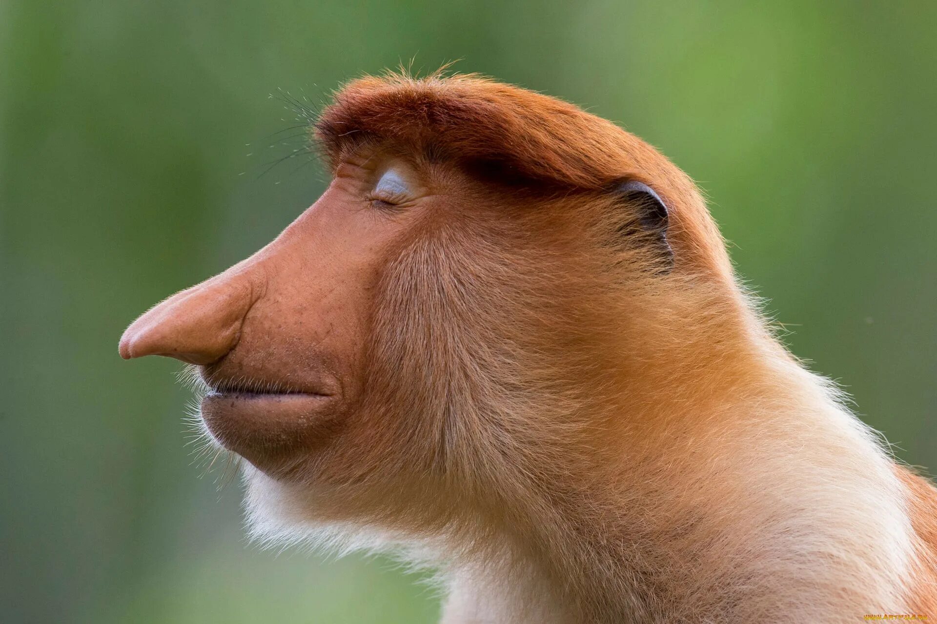 Обезьяна носач. Бабуин носач. Носач (proboscis Monkey). Обезьяна носач самец.