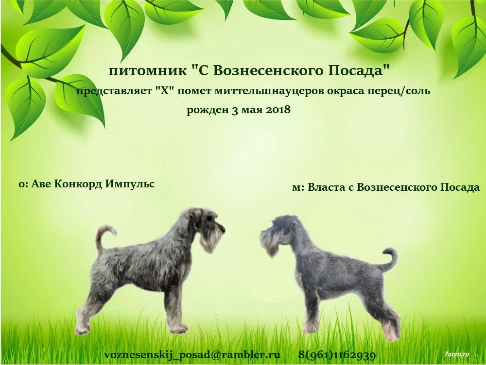 Миттельшнауцер питомник. Питомник миттельшнауцеров в Москве. Щенки миттельшнауцера купированные. Питомник миттельшнауцеров в Москве и Московской области.