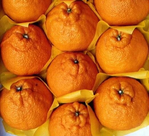 Мандарины по другому как называется. Мандарины по другому как называется. Мандарины минеола. Мандарин клементин сорт тардиво. Мандарины без косточек.