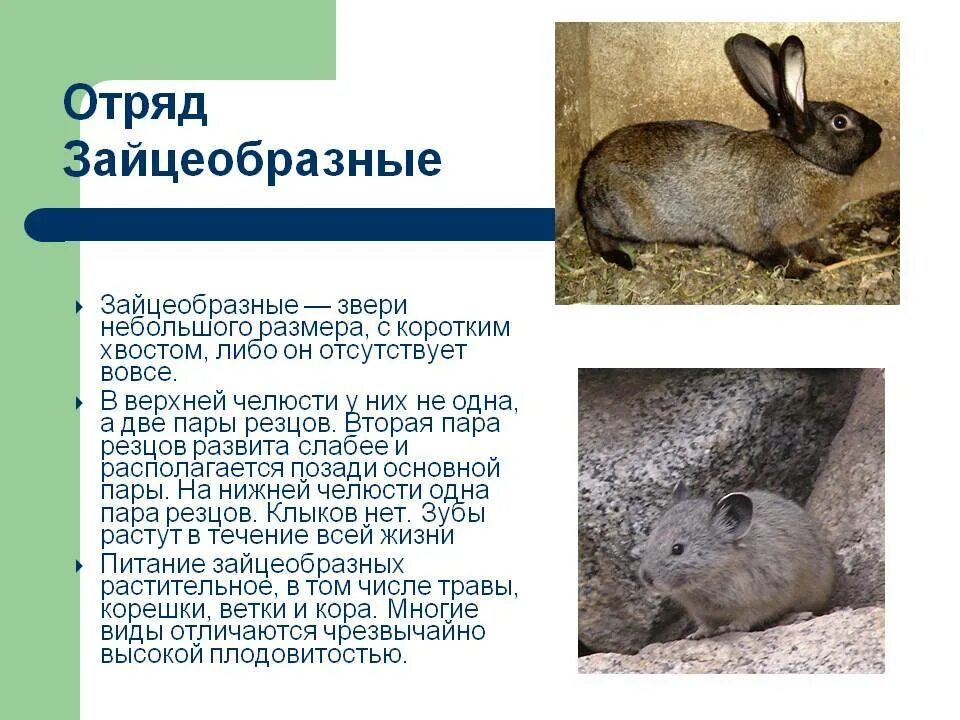 Признаки отряда грызуны. Отряд зайцеобразные (Lagomorpha).. Характеристика отряд зайцеобразные - Lagomorpha. Отряды млекопитающих зайцеобразные. Отряды млекопитающих Грызуны зайцеобразные.